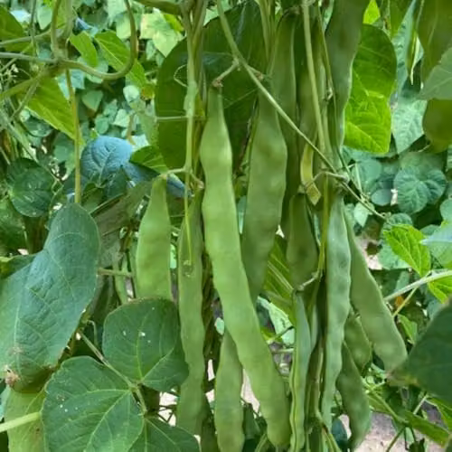 Thompson & Morgan Hacienda Climbing French Bean Seeds, 40 Seeds