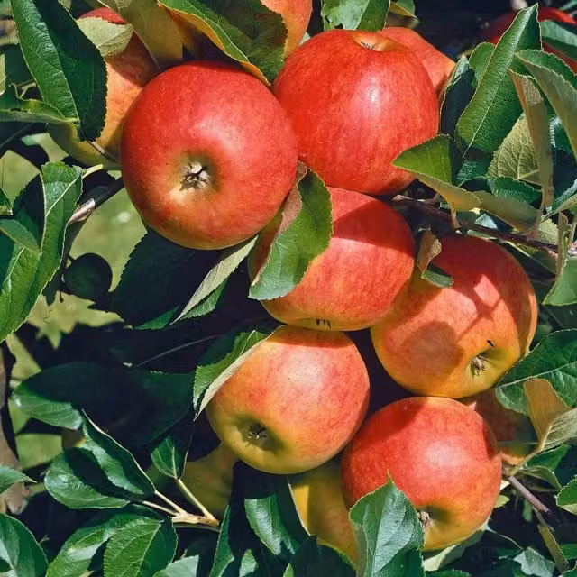 Marshalls Garden Patio Apple Elstar Red and Greenish-Yellow Fruit Tree