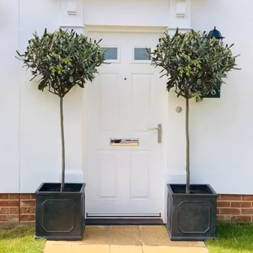 Thompson and Morgan Hardy Fruiting Olive Tree Standard with Evergreen Foliage, Height: 140-160 cm, 2 x 24 cm Pots