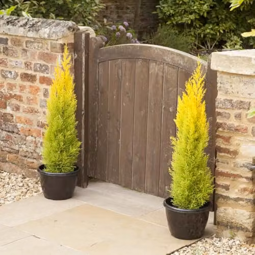 You Garden Set of 10 Cupressus Conifer Macrocarpa Goldcrest Trees in 10.5cm Pots, Height: 28-30cm