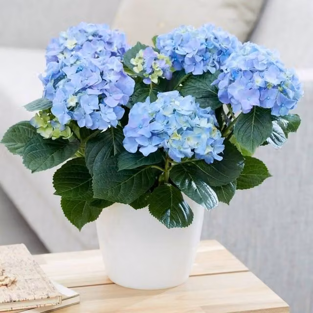 Primrose Blue Hydrangea Macrophylla Flowering Indoor Houseplant in a 14cm Pot