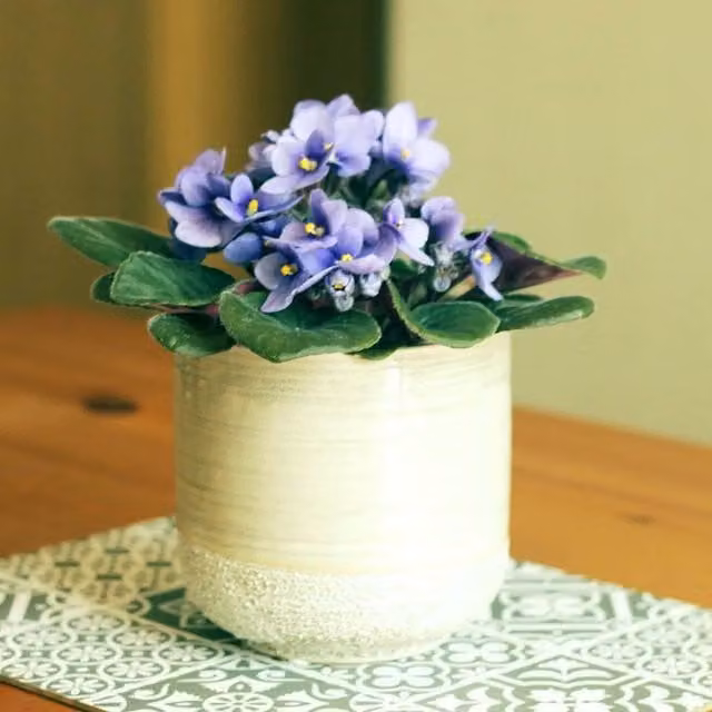 Primrose Light Blue African Violet Saintpaulia Indoor Flowering Plant in a 12cm Green Pot, Height: 15cm