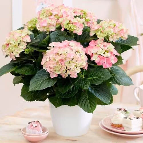 Plant Theory Pink Hydrangea Macrophylla Early Rosa Houseplant, Height: 40 cm, Pot Diameter: 14 cm