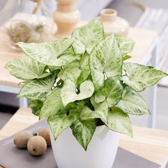 Primrose Gonium Arrow Nephthytis Green Indoor Foliage House Plant, Height: 25 cm, Pot: 12 cm