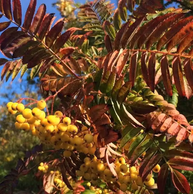 Direct Plants Sorbus Autumn Spire Ornamental Berry Tree, Green and Multicolour, 183 cm Tall, 12 Litre Pot