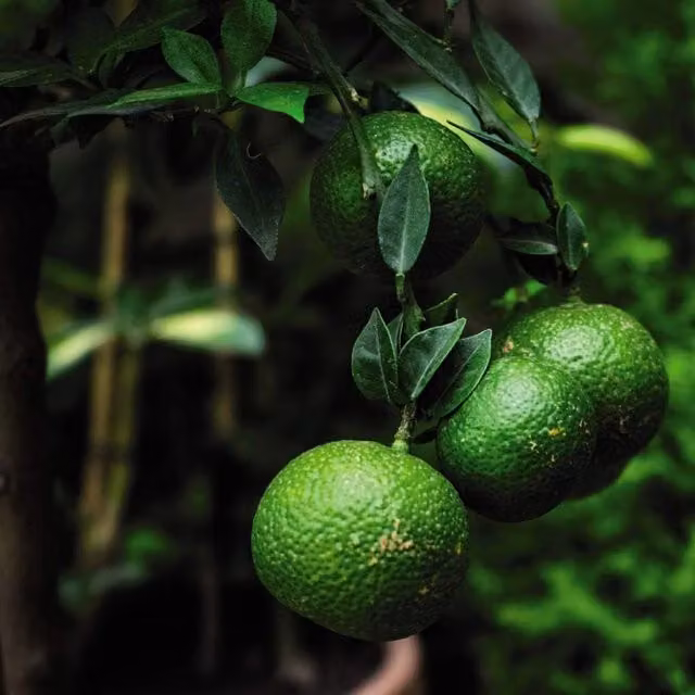 Thompson & Morgan Lime Citrus Flowering Fruit Tree, Green, 2 Pack