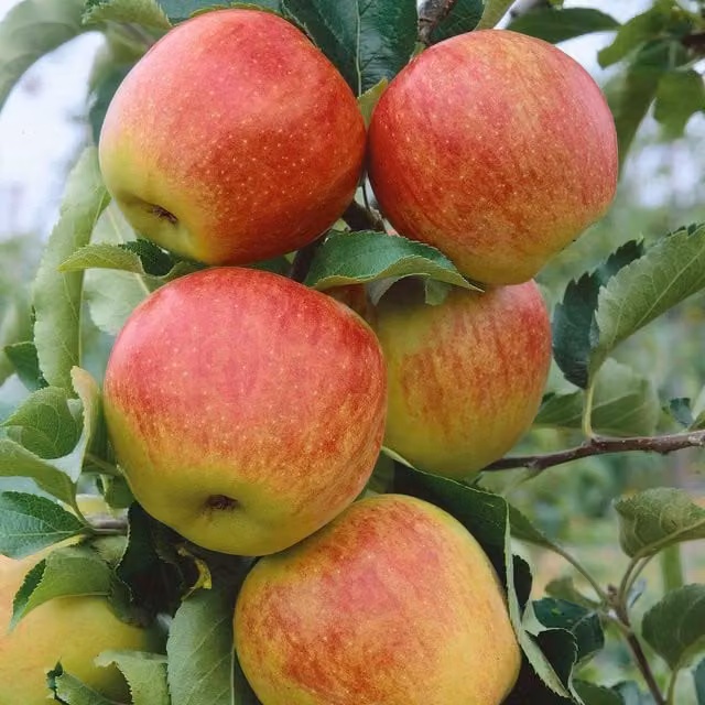 Marshalls Garden Red Jonagold Apple Fruit Tree