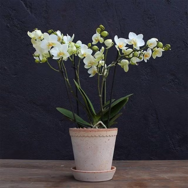 Primrose White Phalaenopsis Moth Orchid in a 12 cm Ceramic Pot, Height: 45 cm