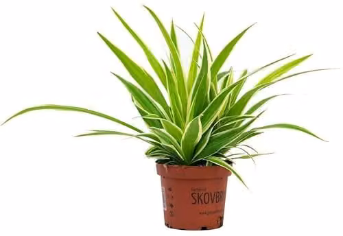 Thompson and Morgan Chlorophytum Comosum Variegatum Spider Plant, Easy to Grow Variegated Green and White Perennial House Plant in 12cm Pot