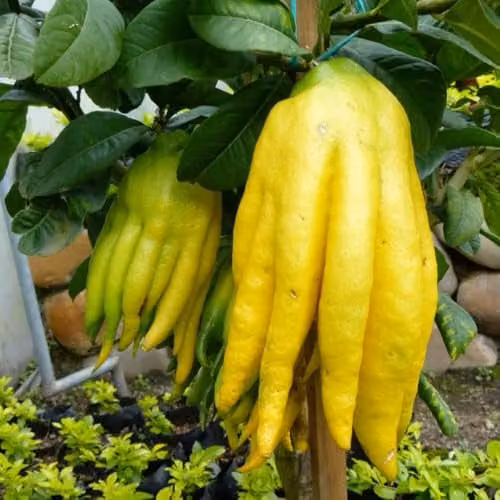 Thompson and Morgan Citrus Hand of Buddha Exotic Fragrant Fruit Tree in 16cm Pot