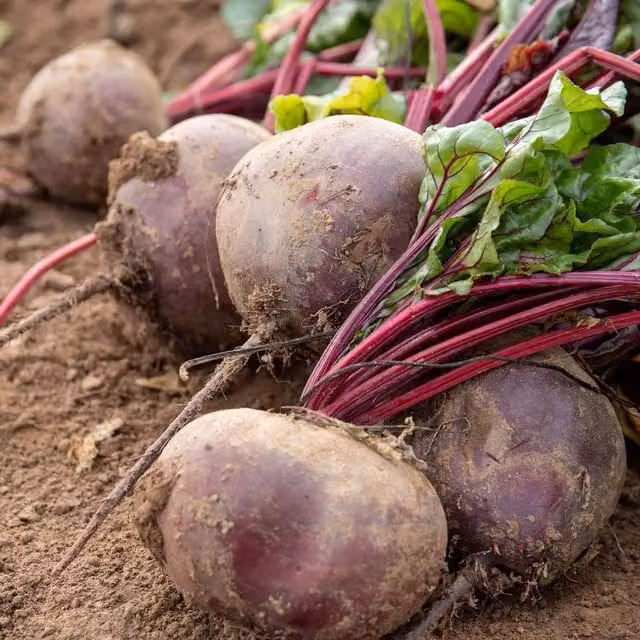 Marshalls Garden Trafalgar F1 Brussels Sprout Vegetable Seeds, 40 Seeds, Green