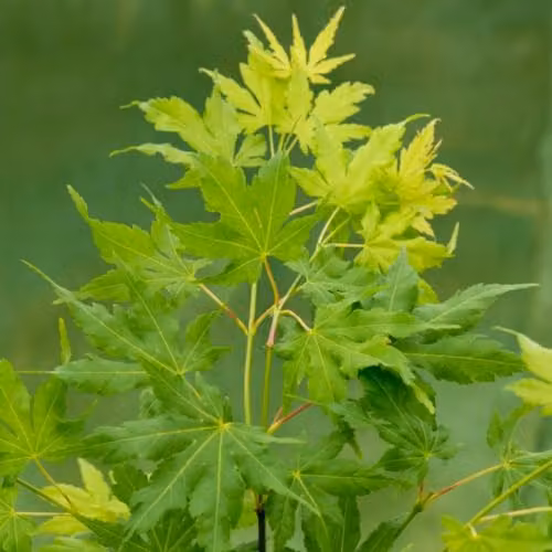 Thompson & Morgan Acer palmatum Going Green Japanese Maple Tree, 3 Litre Potted Plant
