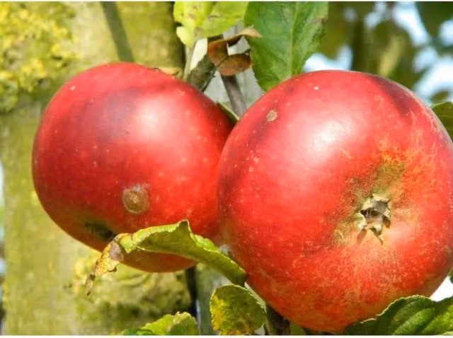 Direct Plants Dwarf Discovery Apple Fruit Tree, Red, 5 L Pot