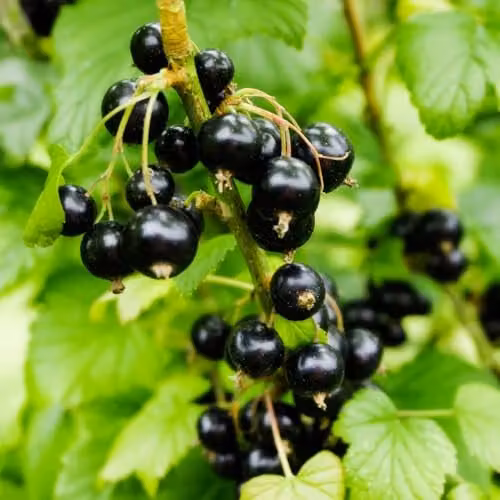 Thompson and Morgan Blackcurrant Ribes Ben Sarek Berry Bush, 2 x 2 Litre Pots