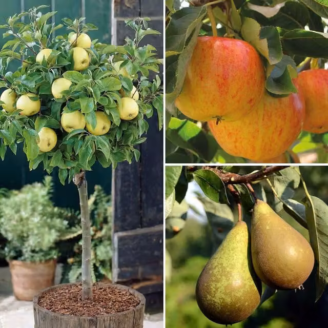 Thompson & Morgan Patio Fruit Tree Collection, 4 Plants, Green and Multicolour