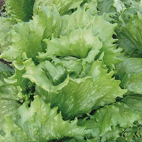 Thompson and Morgan Lettuce Great Lakes Seeds, 400 Seeds per Packet