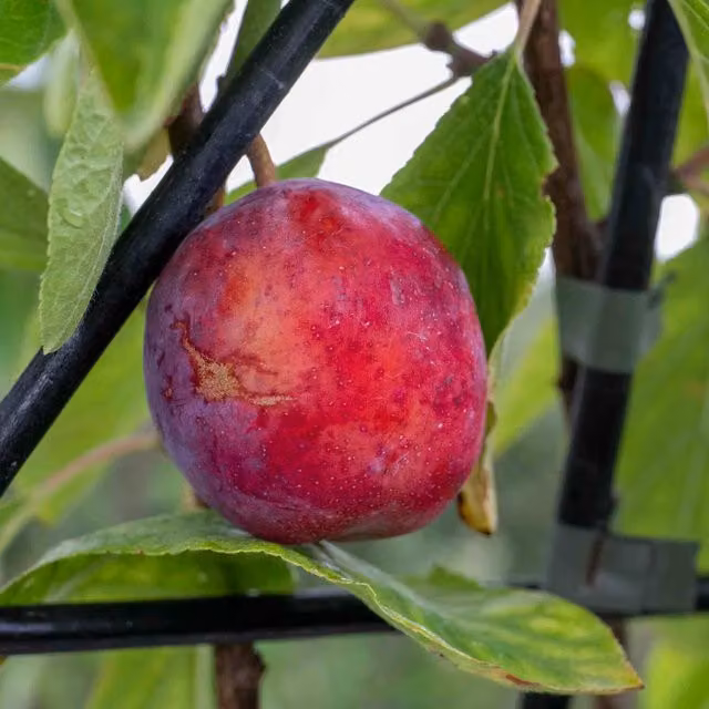 Marshalls Garden Purple Opal Plum Fruit Tree