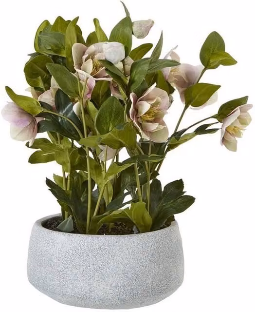 Lemon Pavilion Potted Variegated Hellebore Plant in Pink, White and Grey Pot, W: 38 cm, D: 33 cm, H: 41 cm