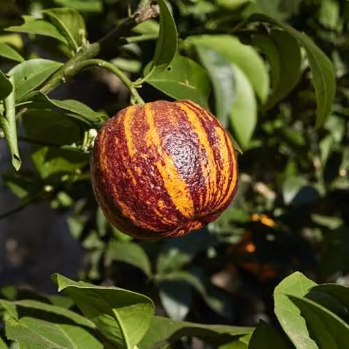Thompson and Morgan Blood Meyer Orange Arcobal Citrus Fruit Tree, 2 x 3 Litre Pots