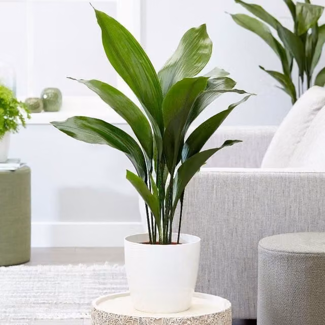 GardenersDream Aspidistra Elatior Exotic Green Indoor House Plant, Height: 60 cm