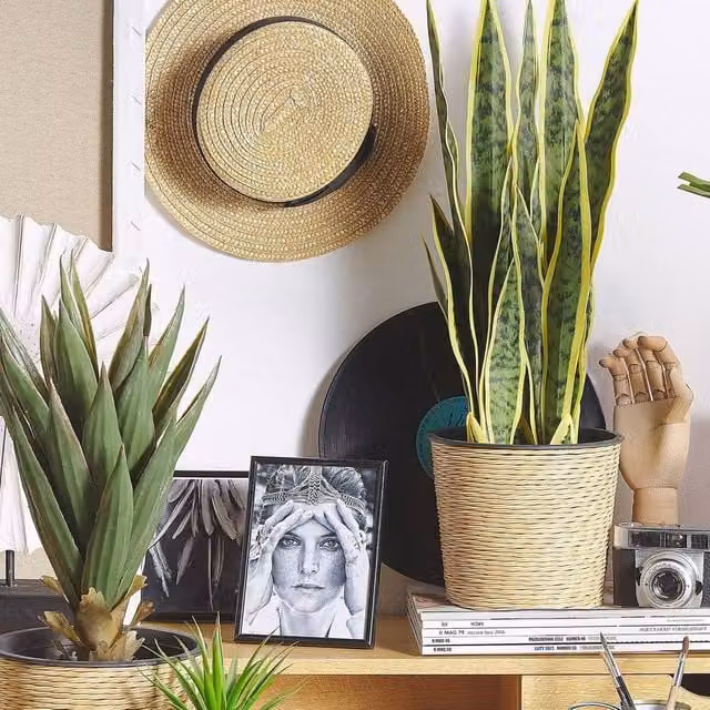 Wyld and Coco Artificial Snake Plant in a Black Cement-Filled Pot, Green, Height: 63 cm