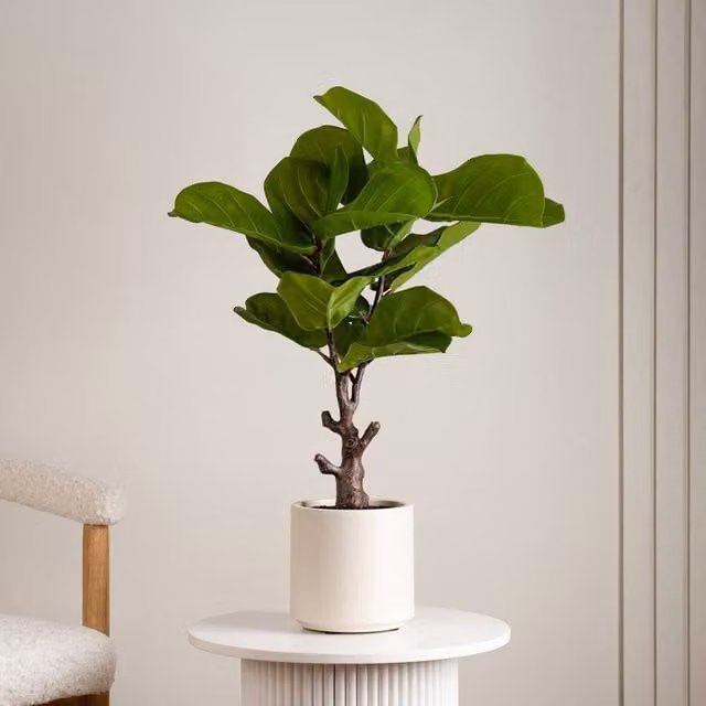 Scottish Everlastings Ltd Real Touch Fiddleleaf Fig Tree in a Chunky White Pot, Green, Height: 75 cm
