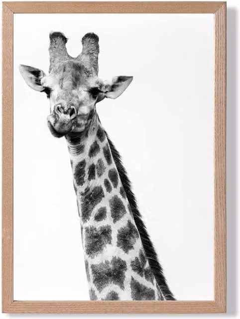 ARTZE Cheeky Giraffe Animal Black and White Photo Framed Print with Oak Frame, A3