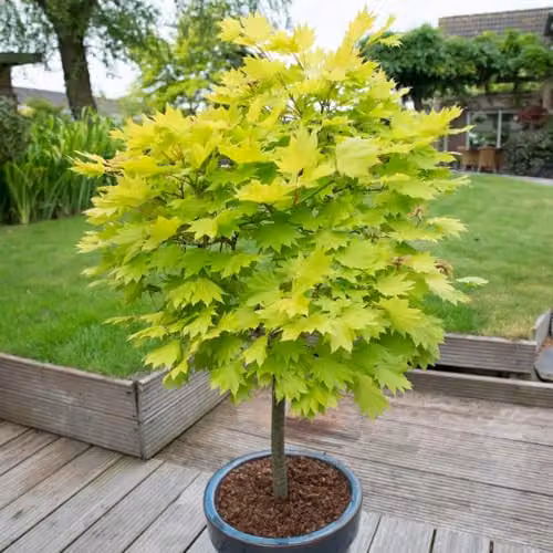 YouGarden Acer Shirasawanum Jordan Japanese Maple Ornamental Tree in 3L Pot, Height: 40-50 cm