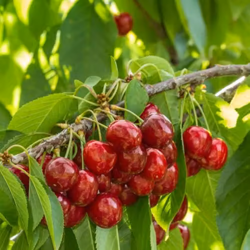 Thompson & Morgan Stella Cherry Tree, Self-Fertile Dessert Fruit Tree, 2 x 12 Litre Pots