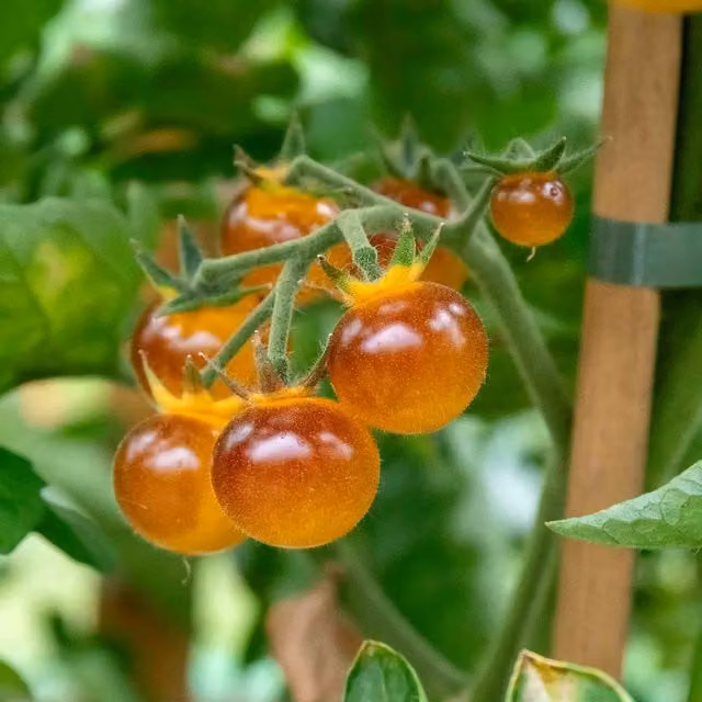 Marshalls Gold Berries Tomato Seeds, Golden Cherry Variety