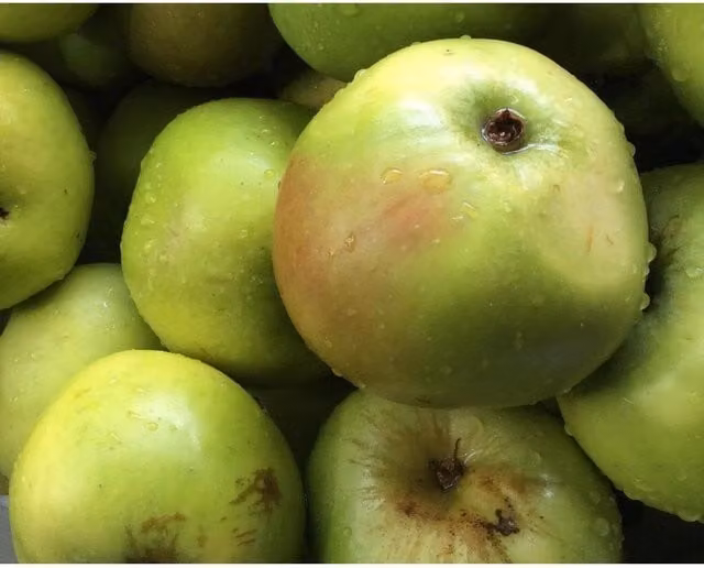Direct Plants Malus Bramley Apple Fruit Tree, Green, 7.5 l Pot