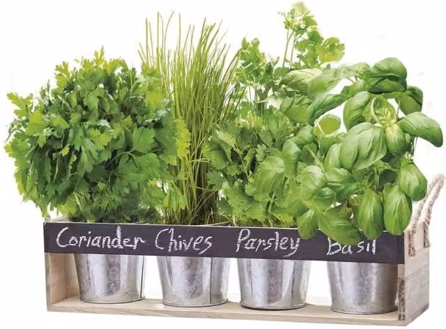 FLAVORA Herb Chalk Board Gift Set Growing Kit Window Box Planter in Silver, 1.25kg