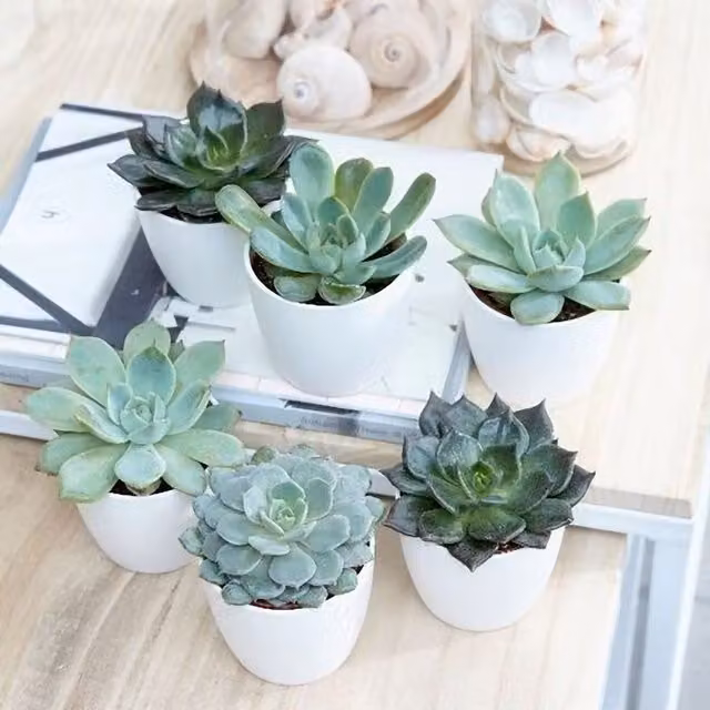 Primrose Echeveria Hen and Chicks Succulent Starter Collection of Indoor Plants in Green Plastic Pots, W/D/H: 6 x 6 x 6 cm