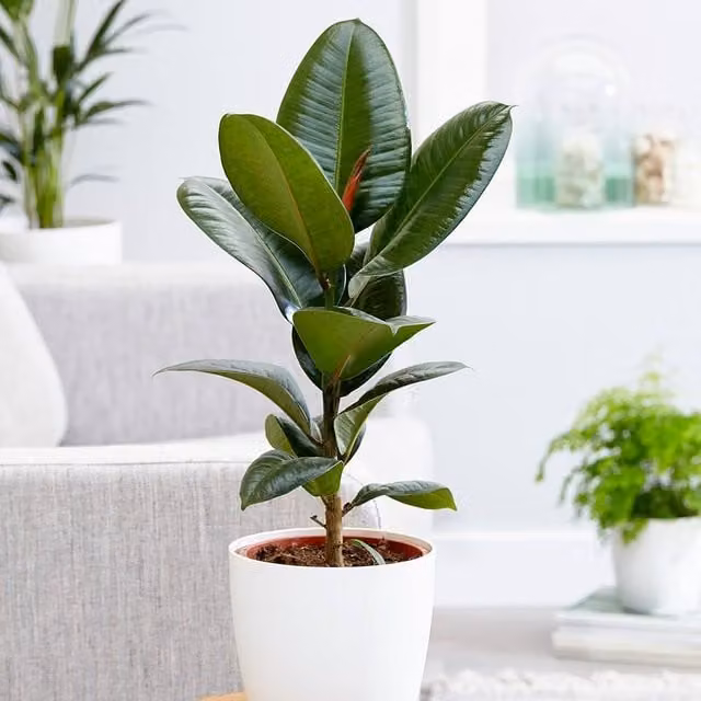 Primrose Ficus Elastica Robusta Rubber Plant in Green, Height: 55 cm