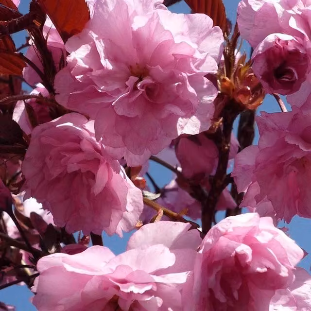 Direct Plants Prunus Royal Burgundy Purple Leaf Japanese Cherry Tree, 183 cm Tall, in a 12 Litre Pot