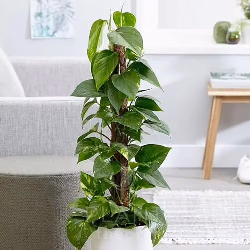 Plant Theory Devil’s Ivy Scindapsus Epipremnum Aureum Indoor Hanging Trailing Plant, 80 cm, 19 cm Pot, Green and Yellow Foliage