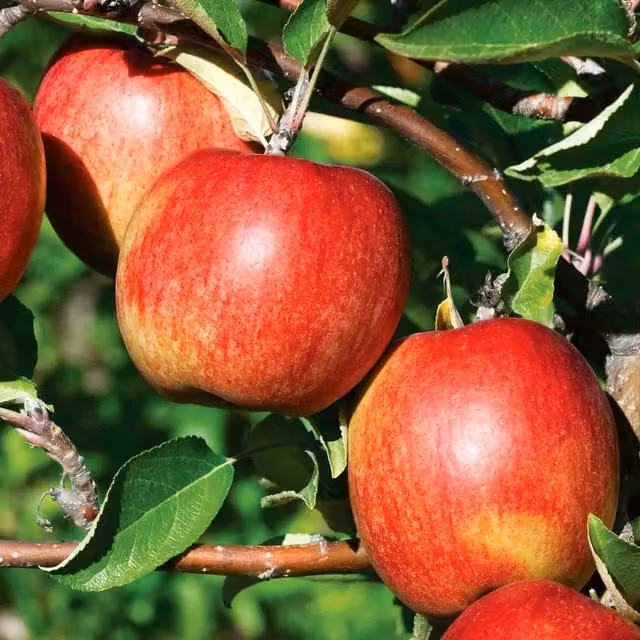 Marshalls Garden Cox's Orange Pippin Patio Apple Mini Espalier on M26 Rootstock, Bare-Root, Green