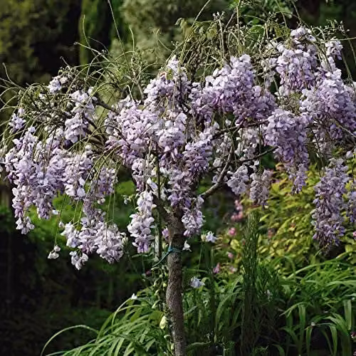 Thompson and Morgan Wisteria sinensis Hardy Scented Climbing Shrub Tree, Purple, 2 Litre Potted Plant