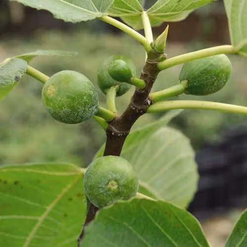 Thompson & Morgan Green Fig Tree, 6 x 9cm Potted Plants