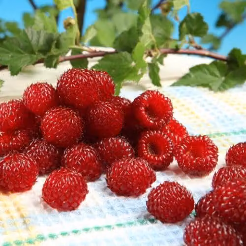 Thompson & Morgan Rubus Hararasp Raspberry Tree, 2 x 5 Litre Potted Plants