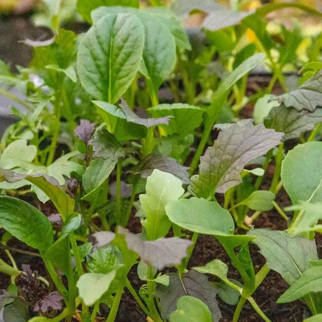 Marshalls Garden Provencale Salad Mix Winter-Hardy Green Leaf Vegetable Seeds 1000 g