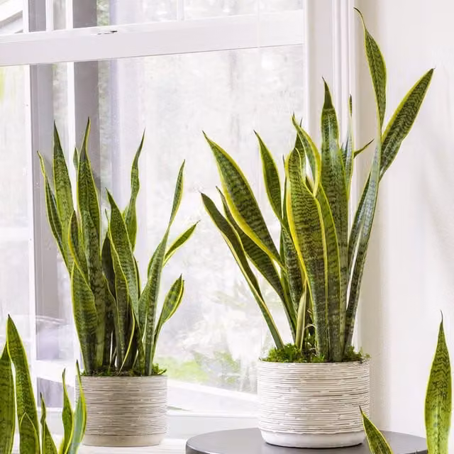 GardenersDream Sansevieria Laurentii Exotic Indoor House Plant, Green and Yellow Striped Foliage, Height: 75 cm