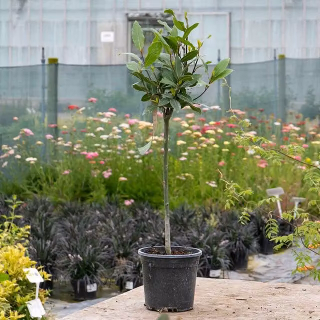 Marshalls Garden Laurus Ornamental Tree, Green, Pair
