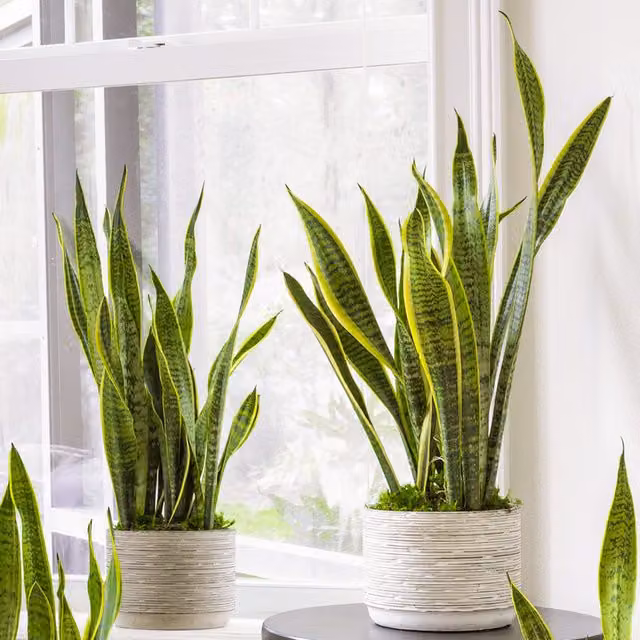 GardenersDream Sansevieria Laurentii Exotic Indoor House Plant, Green and Yellow Striped Foliage, Height: 55 cm