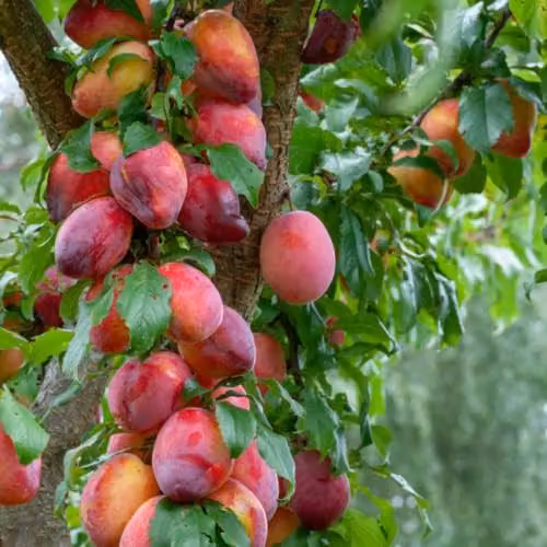 Thompson & Morgan Plum Wonder Tree Victoria Compact Fruit Tree in 24cm Pot