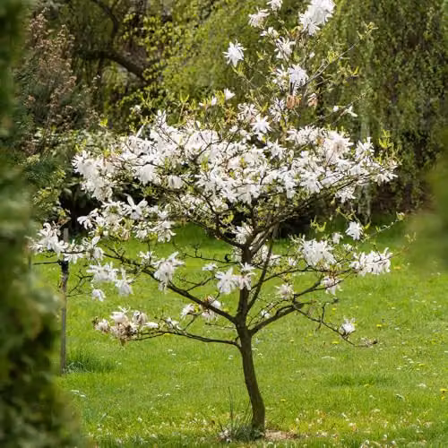 YouGarden White Magnolia Stellata Star Magnolia Standard Ornamental Tree, Height: 70 cm