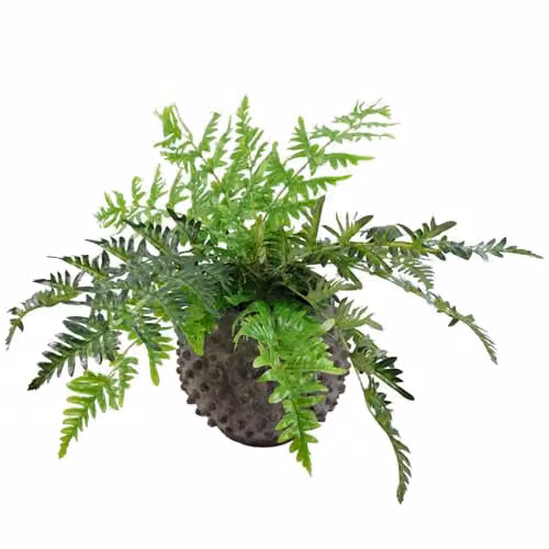 Leaf Luxury Artificial Evergreen Fern Plant in Green, Height: 50 cm