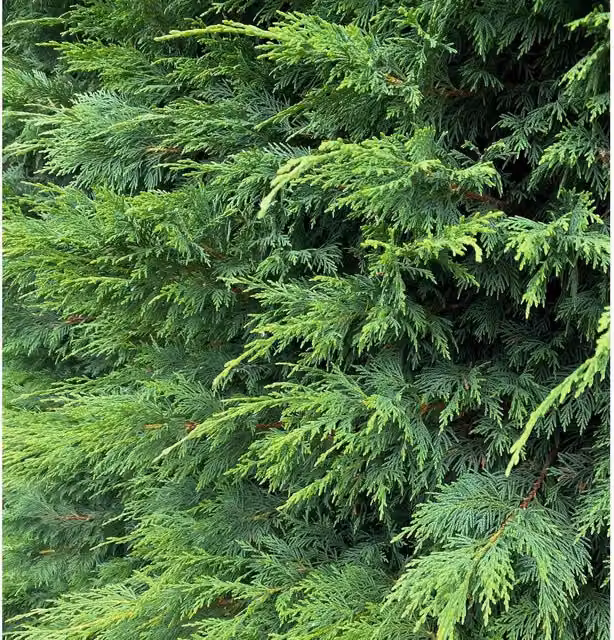 Direct Plants Green Leylandii Cupressocyparis Leylandii Hedge Plant, Pack of 10