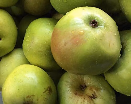 Direct Plants Apple Bramley Seedling Fruit Tree, 182.88 cm Tall, Supplied in a 12 Litre Pot