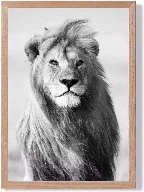 ARTZE Regal Lion Animal Black and White Framed Photo Print with Oak Frame